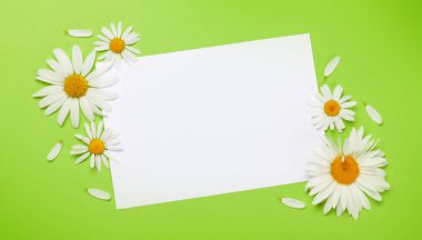 Yeşil arka planda papatya çiçekleri çerçevesi. Çiçekli tebrik kartı. Üst görünüm düzlüğü kopyalama alanı ile yatıyordu