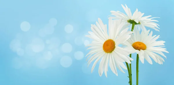 Chamomile Flowers Bouquet Front Blue Background Greeting Card Copy Space — Stock Photo, Image