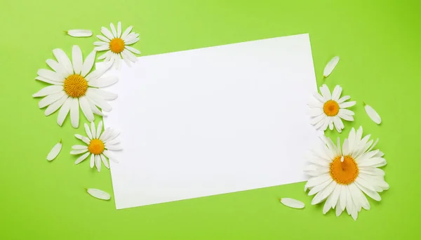 Kamille Bloemen Frame Groene Achtergrond Bloemen Wenskaart Bovenaanzicht Plat Lag — Stockfoto