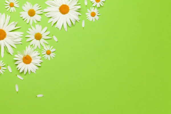 Heřmánek Květiny Rám Přes Zelené Pozadí Květinový Pozdrav Horní Pohled — Stock fotografie