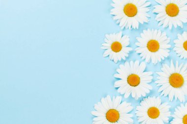 Mavi arka planda papatya çiçeği tebrik kartı var. Kopyalama alanı olan düz