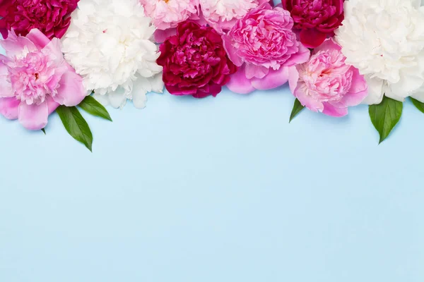 Fleurs Pivoines Roses Blanches Violettes Colorées Sur Fond Bleu Vue — Photo