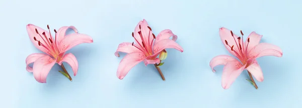 Rózsaszín Liliom Virágok Kék Háttér Felett Top View Lapos Fektetés — Stock Fotó