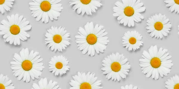 Camomile Flower Seamless Texture Fabric Daisy Pattern Backdrop Gray Background — Stock Photo, Image