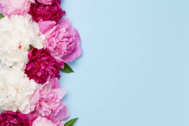 Mavi arka planda renkli pembe, beyaz ve mor şakayık çiçekleri. Kopyalama alanı olan üst görünüm. Düz yatıyordu