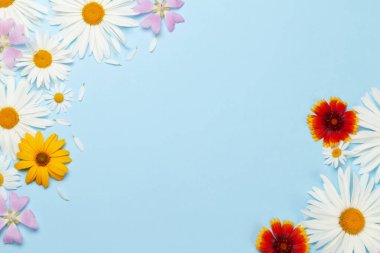 Mavi arka planda bahçe çiçekleri çerçevesi. Çiçekli tebrik kartı. Üst görünüm düzlüğü kopyalama alanı ile yatıyordu