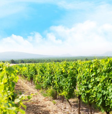 Üzüm bağının manzarası. Güneşli bir yaz günü. Fransız kırsal vadisi