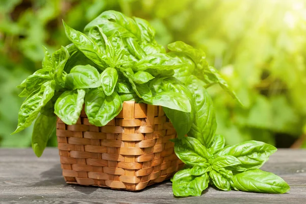 Fresh basil herb in basket on garden table