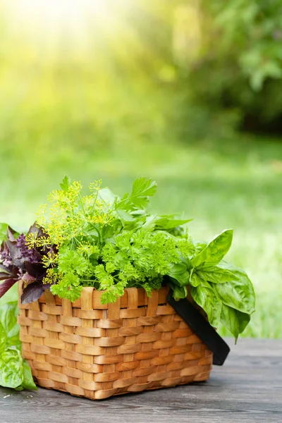 Berbagai Tanaman Herbal Dalam Keranjang Atas Meja Kebun Dengan Ruang — Stok Foto