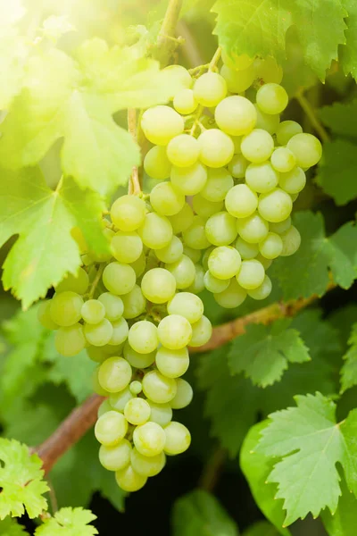 Rijp Witte Druiven Wijngaard — Stockfoto