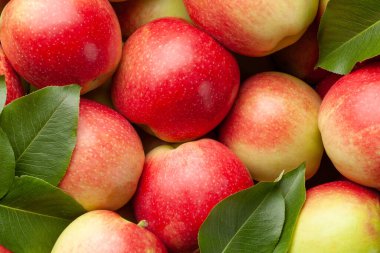 Olgun bahçe elması meyveleri yakın plan. Üst görünüm düzlüğü