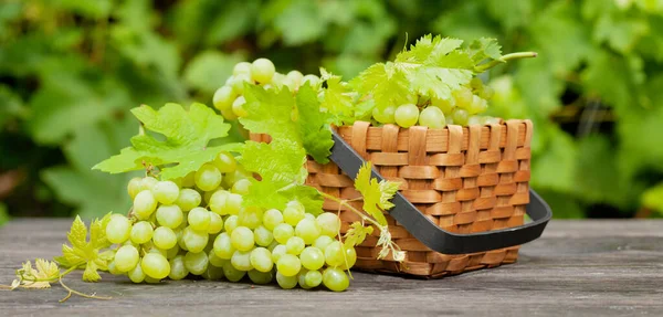 Üzüm bağındaki ahşap masada olgunlaşmış beyaz üzüm