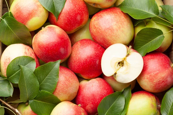 Olgun bahçe elması meyveleri yakın plan. Üst görünüm düzlüğü