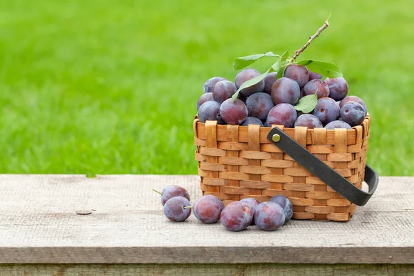 Ripe Garden Plums Basket Outdoor Garden Table Copy Space — Stock Photo, Image