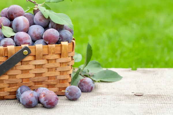 Ripe Garden Plums Basket Outdoor Garden Table Copy Space — Stock Photo, Image