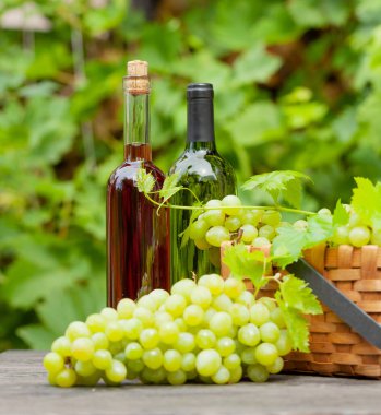 Beyaz ve gül şarabı şişesi ve üzümlü olgun üzüm üzüm üzümleri bağdaki ahşap masada.