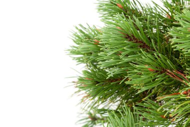 Beyaz arka planda köknar ağacı olan Noel tebrik kartı ve Xmas selamlamalarınız için boşluk kopyala