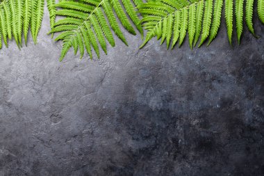 Eğrelti otu yapraklı soyut doğa arka planı. Kopya alanı olan tropik bitki arka planı. Düz yatıyordu