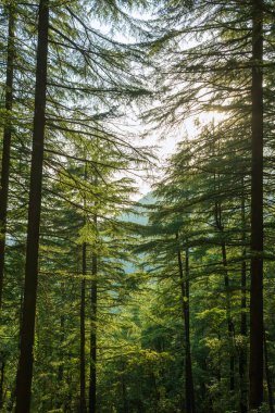 Yeşil çam ormanı ile yolu