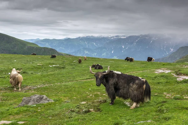 Εγχώρια Γιάκ Στο Rohtang Περάσει Στην Πολιτεία Himachal Pradesh Βόρεια — Φωτογραφία Αρχείου