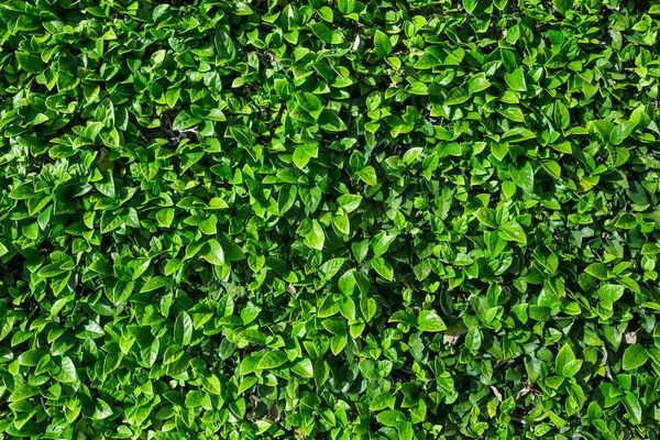 Natural Green Leaves Wall Background — Stock Photo, Image