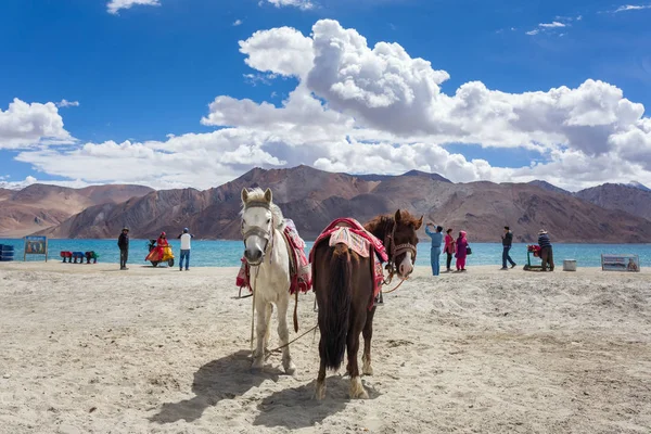 Ladakh India July 2017 Domestic Horses Tourists Riding High Altitude — Stock Photo, Image