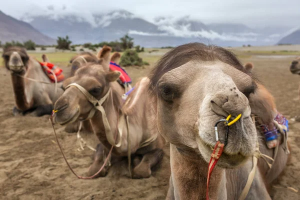 Kamelsafari Nubra Tal Ladakh Indien — Stockfoto