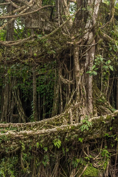 Beroemde Dubbeldekker Levende Wortels Brug Nabij Nongriat Village Cherrapunjee Meghalaya — Stockfoto