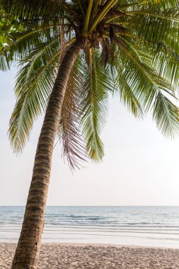 Palmiye ağacı kumlu tropikal plaj