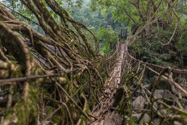 Yaşam kökleri Köprüsü yakınlarında Nongriat Köyü, Cherrapunjee,: Meghalaya, India