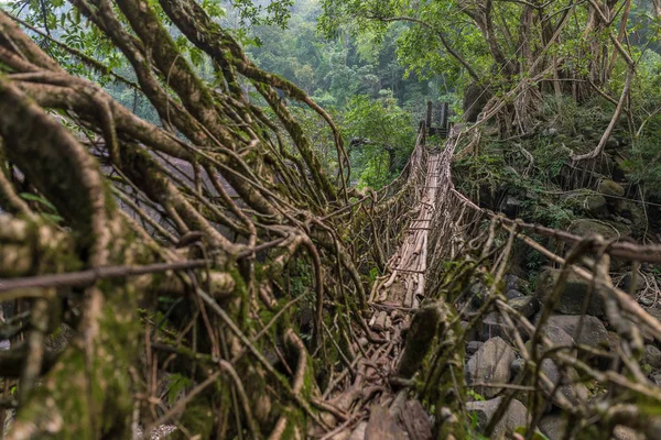 Puente Raíces Vivas Cerca Aldea Nongriat Cherrapunjee Meghalaya India —  Fotos de Stock