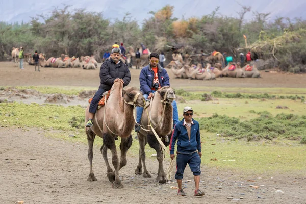 Ladakh Indien Juni 2017 Unbekannte Indische Touristen Reiten Auf Kamelen — Stockfoto