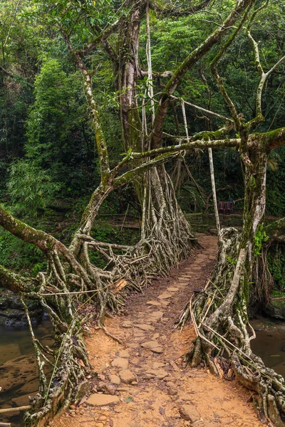 Yaşam kökleri Köprüsü yakınlarında Riwai Köyü, Cherrapunjee,: Meghalaya, India