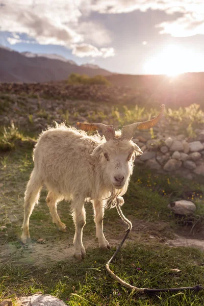 Koza Biały Portret Pastwisku Ladakhu Indie — Zdjęcie stockowe