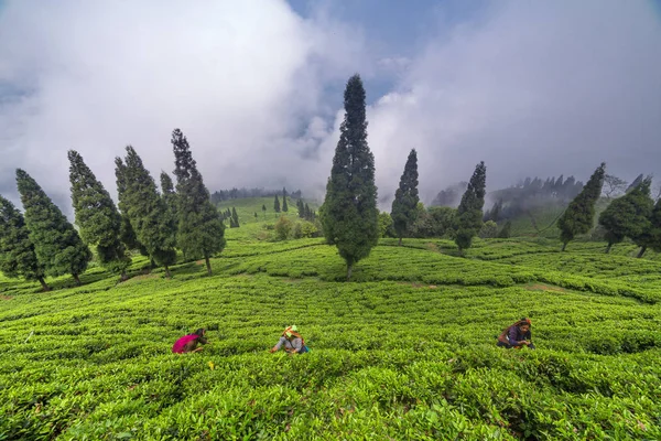 Sikkim Indien April 2017 Indische Frau Pflückt Frische Teeblätter Von — Stockfoto