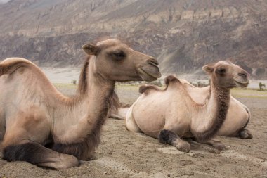 Yerli deve Nubra Vadisi Ladakh, Hindistan