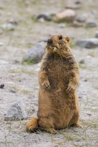 Cute Brown Himalayan Marmot Pangong Lake Ladakh India — Stock Photo, Image