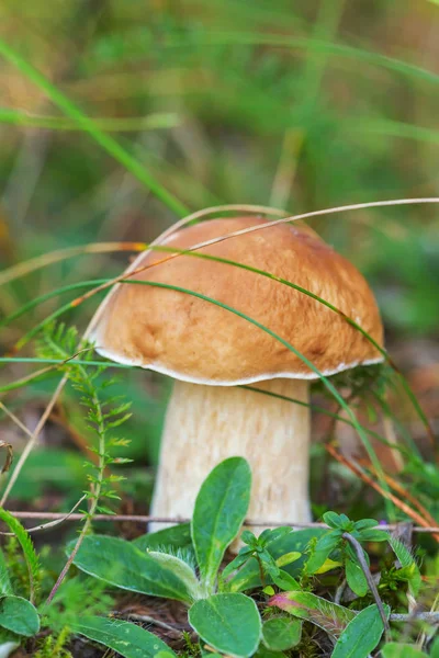 Boletus Mantarı Yenilebilir Mantar Ormandaki — Stok fotoğraf