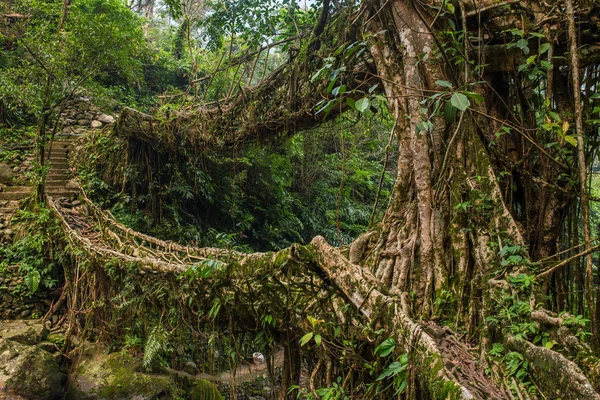 Brücke Lebender Wurzeln Meghalaya Indien — Stockfoto