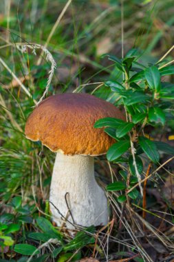 Boletus edulis ormanda yenilebilir mantar.