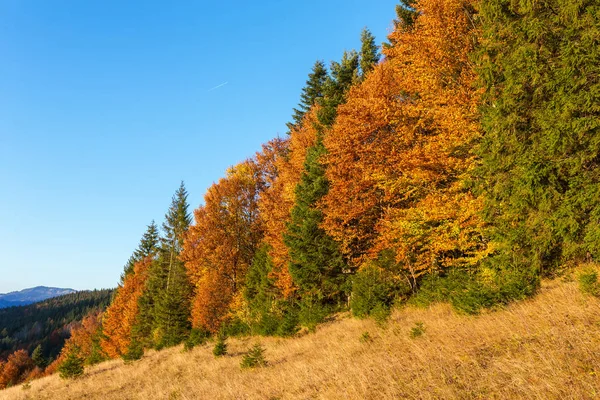 Schönen Bunten Sonnenuntergang Szene Mit Herbstbäumen Den Karpaten Ukraine Rote — Stockfoto