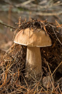 Boletus edulis ormanda yenilebilir mantar.