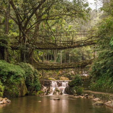 Ünlü Çift katlı yaşam Köprüsü yakınlarında Nongriat Köyü, Cherrapunjee,: Meghalaya, India kökleri. Bu köprü Ağaç kökleri birlikte örgü yılda eğitim tarafından oluşturulmuş.
