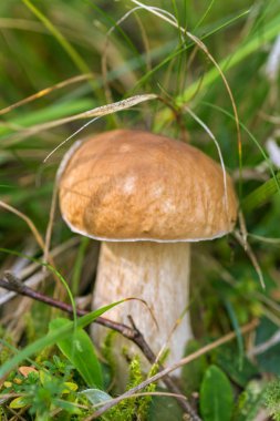 Boletus edulis ormanda yenilebilir mantar.