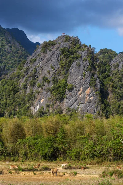 Widok Farmach Formacje Skalne Vang Vieng Laos Vang Vieng Jest — Zdjęcie stockowe