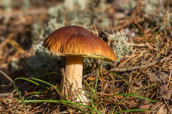 Fungo Bruno Commestibile Leccinum Scabrum Cresce Nel Bosco — Foto Stock