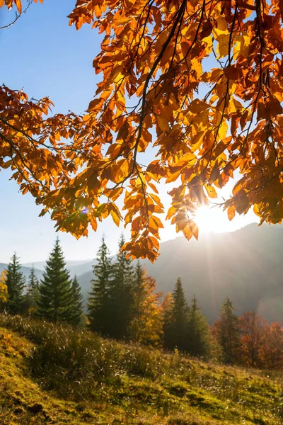 Beautiful Colorful Morning Scene Autumn Trees Carpathian Mountains Ukraine Orange — Stock Photo, Image