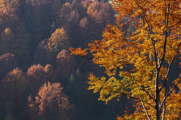 Beautiful Colorful Morning Scene Autumn Tree Backlight Carpathian Mountains Ukraine — Stock Photo, Image