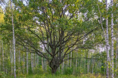 Huş ağaçları ormandaki yaşlı meşe ağacının