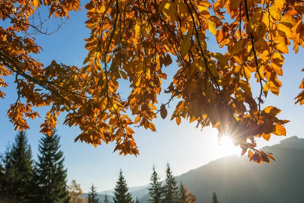 美丽多彩的晨景与秋天的树木在喀尔巴泰山区 乌克兰 日出时橙色和黄色的叶子近距离地看到 — 图库照片